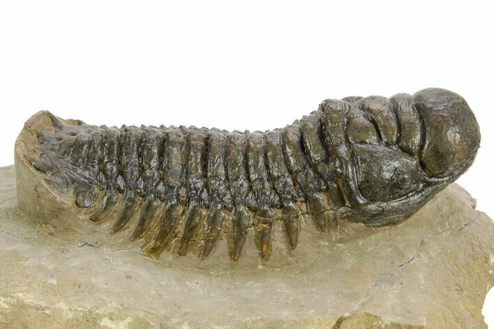Detailed Crotalocephalina Trilobite - Atchana, Morocco #359540